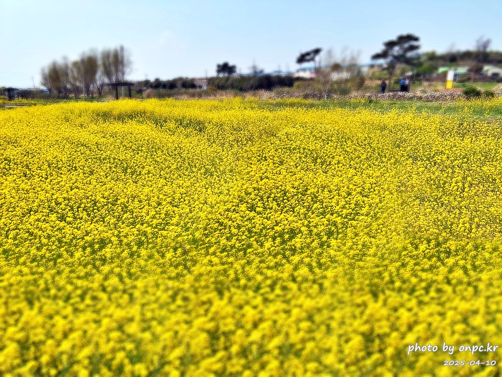 울산 슬도 유채찬란 페스티벌! 바다와 유채꽃의 만남! 꽃캉스로 힐링하세요~