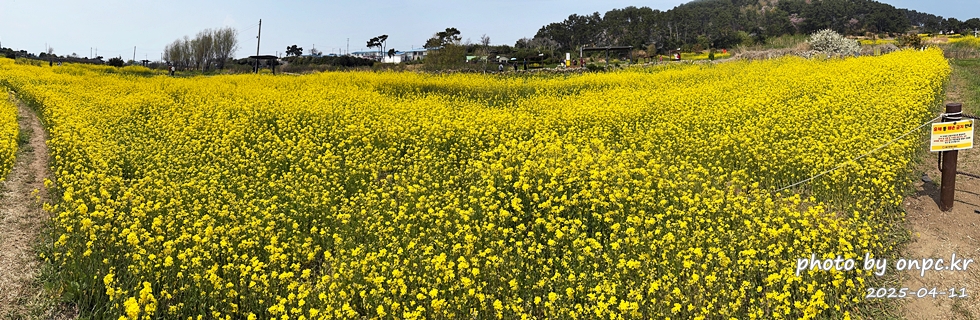 울산 슬도 유채찬란 페스티벌! 바다와 유채꽃의 만남! 꽃캉스로 힐링하세요~