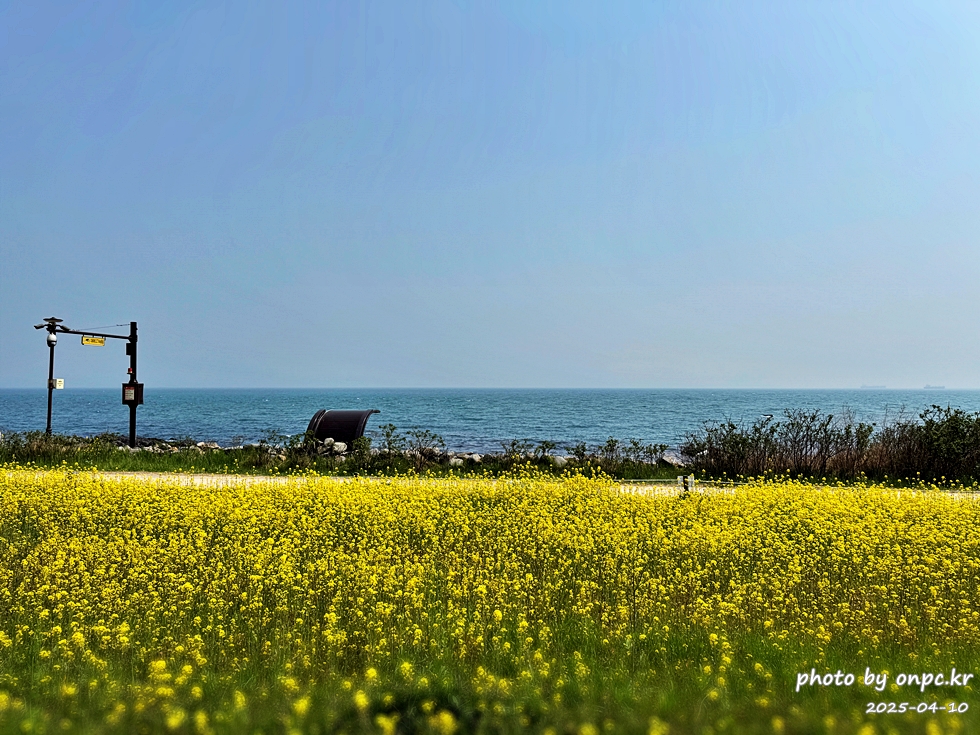 울산 슬도 유채찬란 페스티벌! 바다와 유채꽃의 만남! 꽃캉스로 힐링하세요~