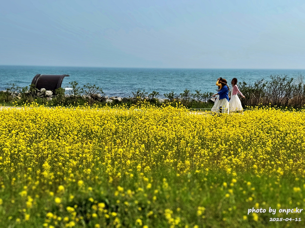 울산 슬도 유채찬란 페스티벌! 바다와 유채꽃의 만남! 꽃캉스로 힐링하세요~