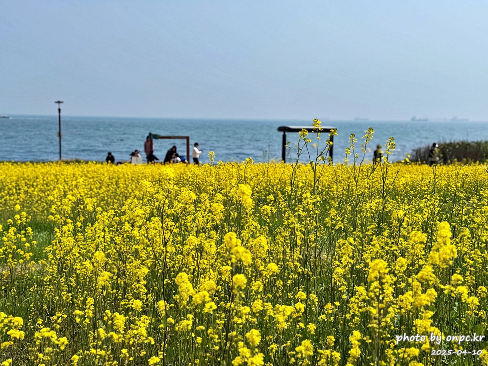 울산 슬도 유채찬란 페스티벌! 바다와 유채꽃의 만남! 꽃캉스로 힐링하세요~