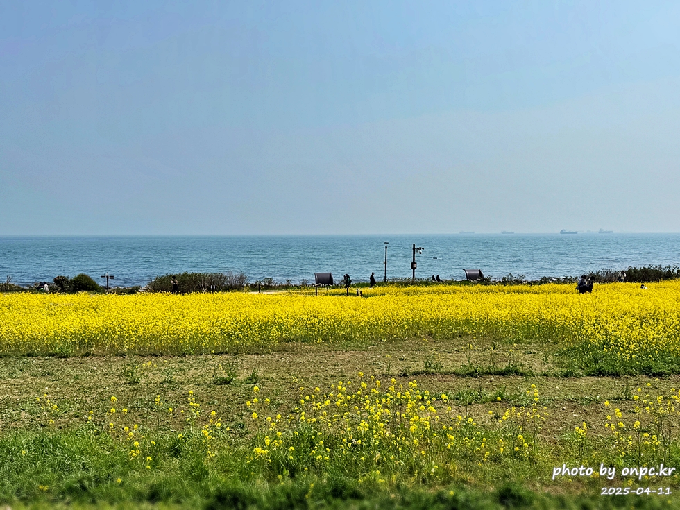 울산 슬도 유채찬란 페스티벌! 바다와 유채꽃의 만남! 꽃캉스로 힐링하세요~