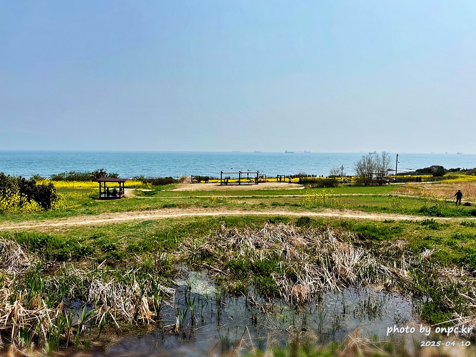 울산 슬도 유채찬란 페스티벌! 바다와 유채꽃의 만남! 꽃캉스로 힐링하세요~