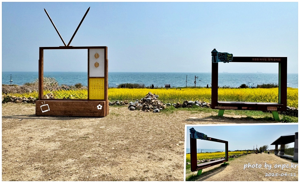 울산 슬도 유채찬란 페스티벌! 바다와 유채꽃의 만남! 꽃캉스로 힐링하세요~