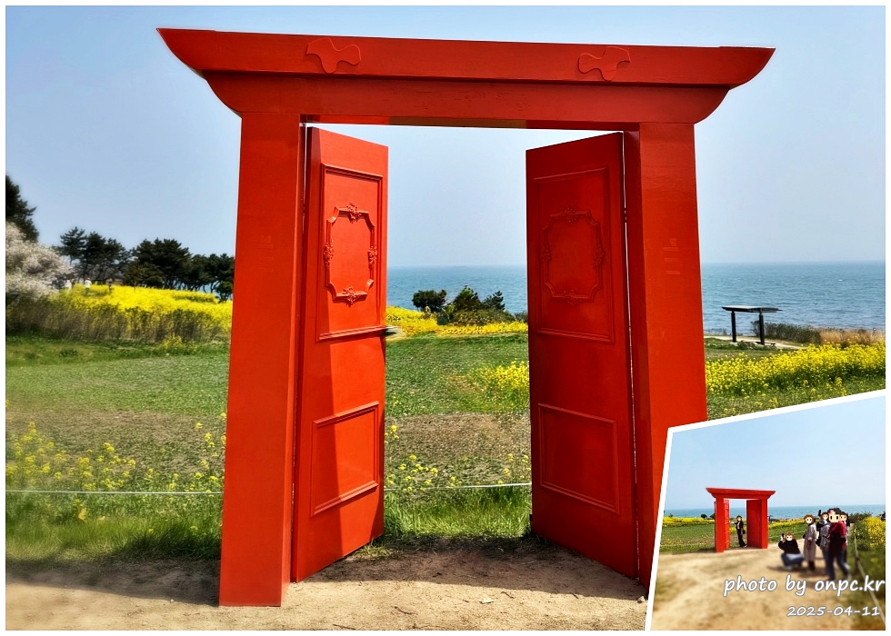 울산 슬도 유채찬란 페스티벌! 바다와 유채꽃의 만남! 꽃캉스로 힐링하세요~