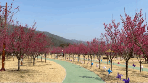 구례 섬진강수달생태공원 홍매화길.GIF
