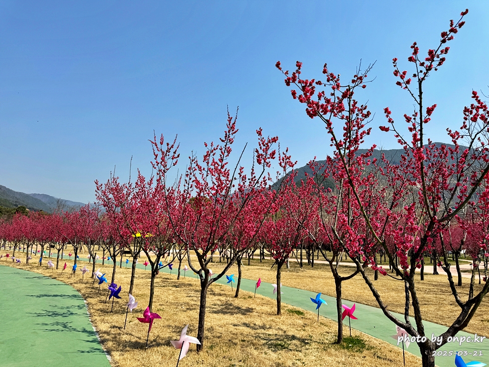 구례 섬진강수달생태공원 홍매화산책로
