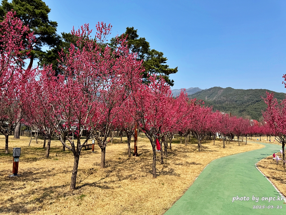 구례 섬진강수달생태공원 홍매화산책로