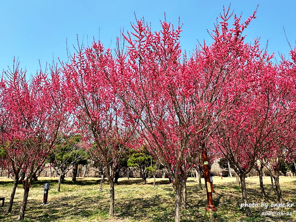 구례 섬진강수달생태공원 홍매화산책로
