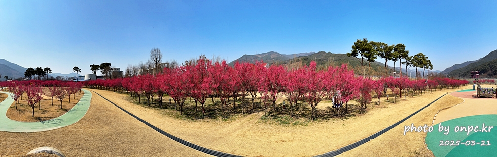 구례 섬진강수달생태공원 홍매화산책로