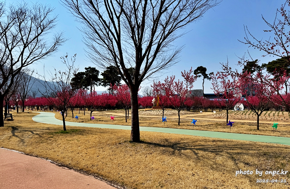 구례 섬진강수달생태공원 홍매화산책로