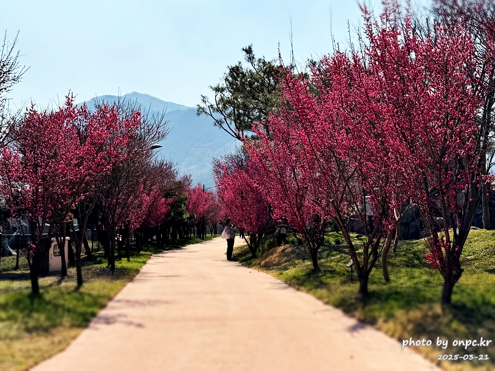 구례 섬진강수달생태공원 홍매화산책로
