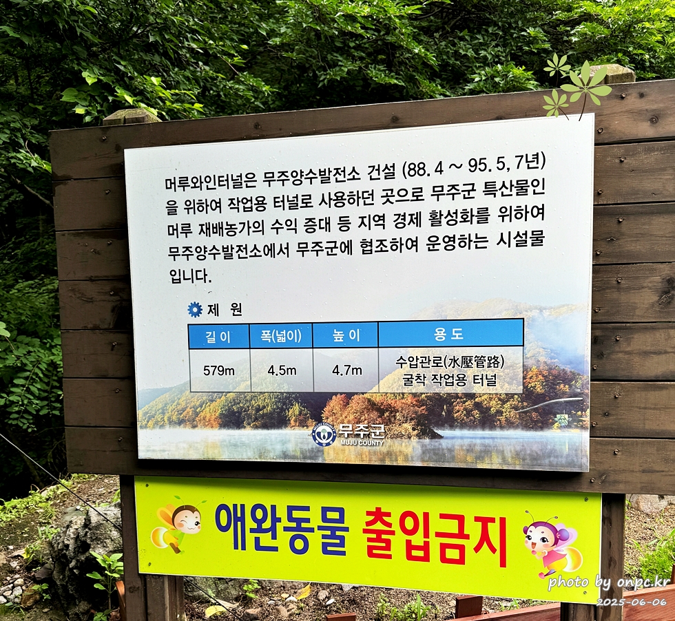 무주 머루와인동굴, 한여름에도 시원한 와인 테마 여행! 🍷🍇 - 안녕하세요!오늘은 무주 여행의 필수 코스이자 한여름 더위도 잊게 해주는 무주 머루와인동굴 방문 후기를 들려드릴게요.적상산 안에 숨어있는 이 특별한 와인 양조장은 볼거리, 즐길 거리가 가득하답니다! 무주 머루와인동굴, 한여름에도 시원한 와인 테마 여행! 🍷🍇