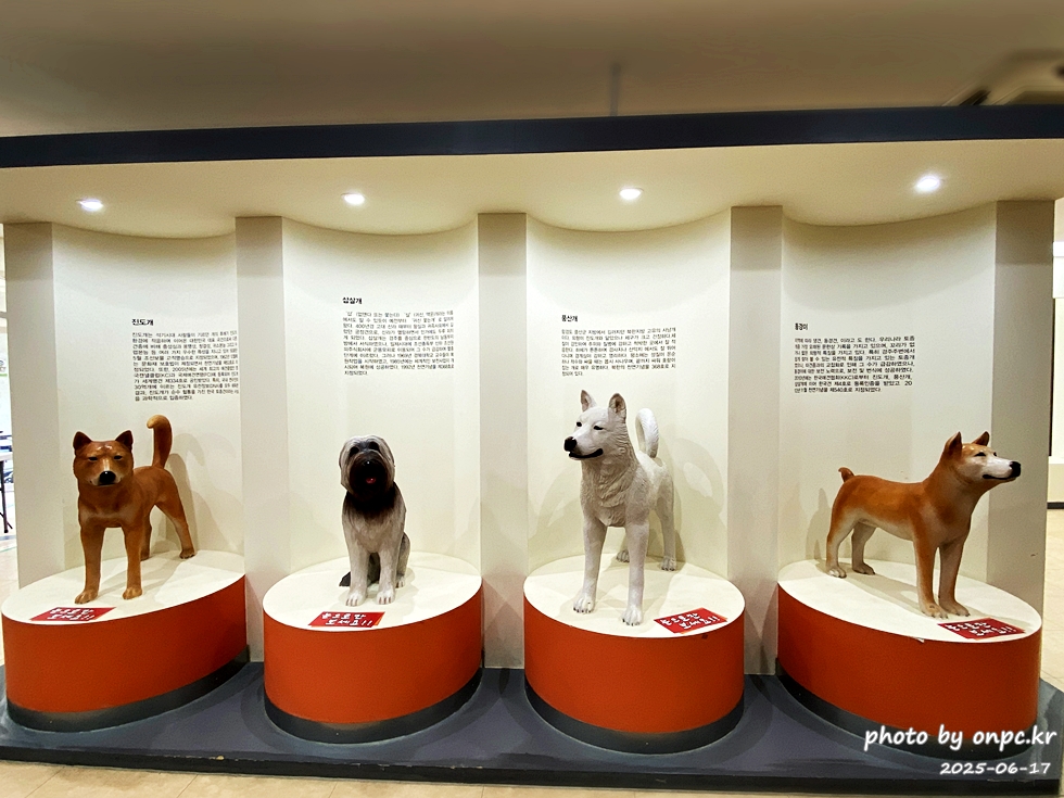 🐶 한국의 자랑 진도개와 특별한 하루! 진도개 테마파크 방문기