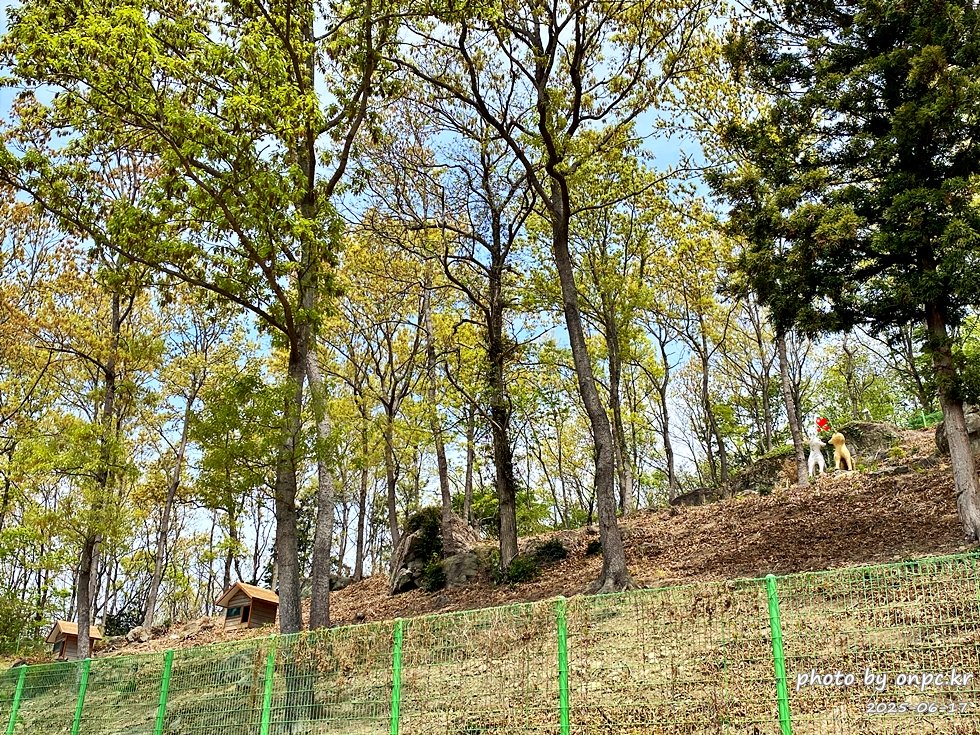 🐶 한국의 자랑 진도개와 특별한 하루! 진도개 테마파크 방문기