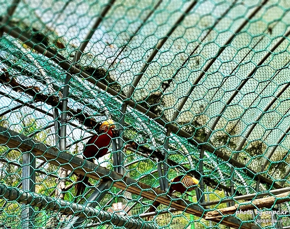 🐶 한국의 자랑 진도개와 특별한 하루! 진도개 테마파크 방문기