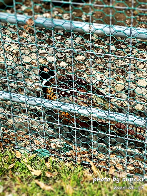 🐶 한국의 자랑 진도개와 특별한 하루! 진도개 테마파크 방문기