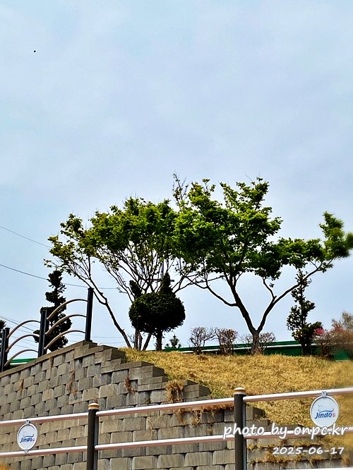 🐶 한국의 자랑 진도개와 특별한 하루! 진도개 테마파크 방문기