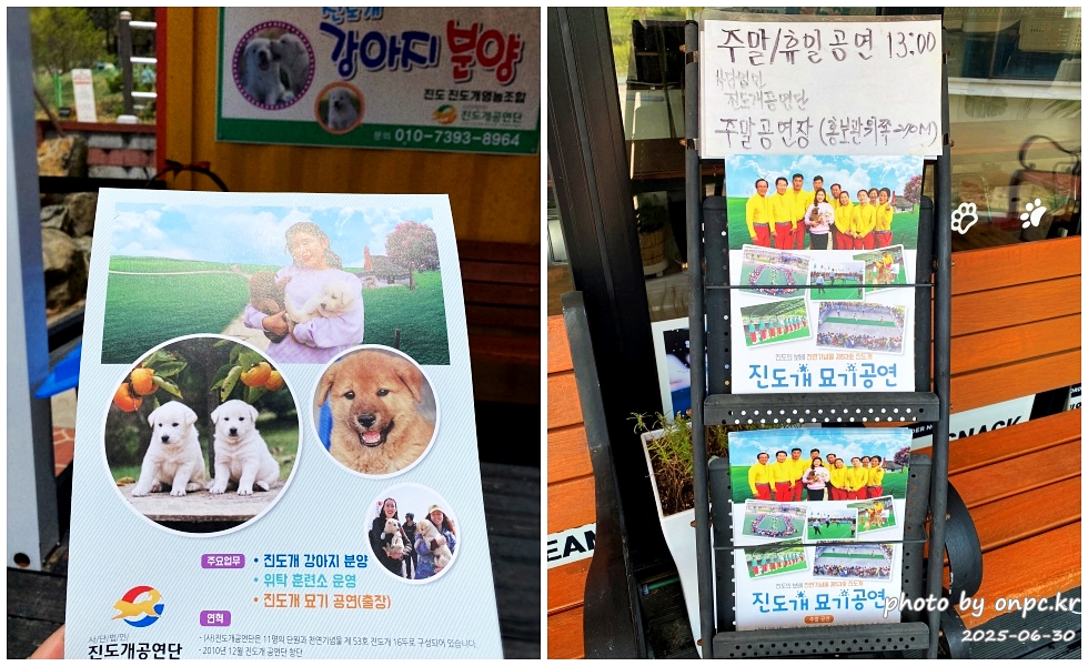 🐶 한국의 자랑 진도개와 특별한 하루! 진도개 테마파크 방문기