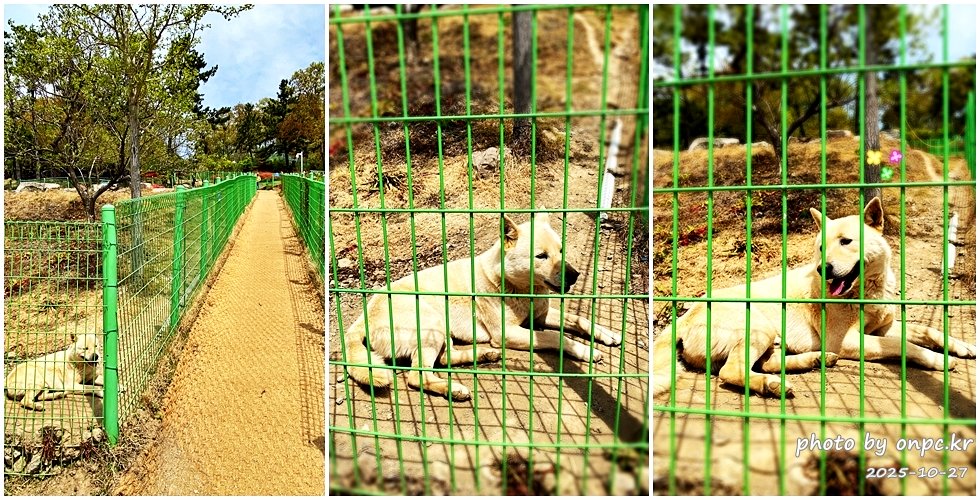 🐶 한국의 자랑 진도개와 특별한 하루! 진도개 테마파크 방문기