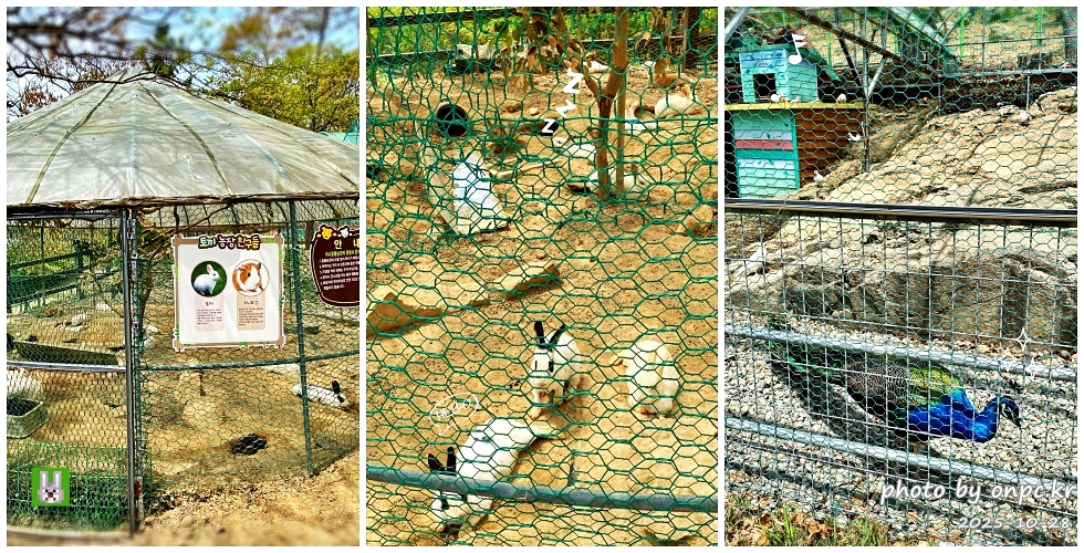 🐶 한국의 자랑 진도개와 특별한 하루! 진도개 테마파크 방문기