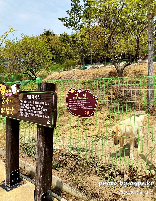 🐶 한국의 자랑 진도개와 특별한 하루! 진도개 테마파크 방문기