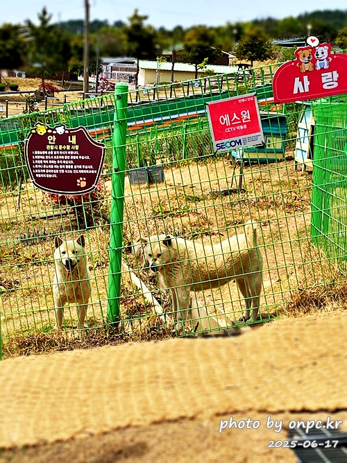 🐶 한국의 자랑 진도개와 특별한 하루! 진도개 테마파크 방문기