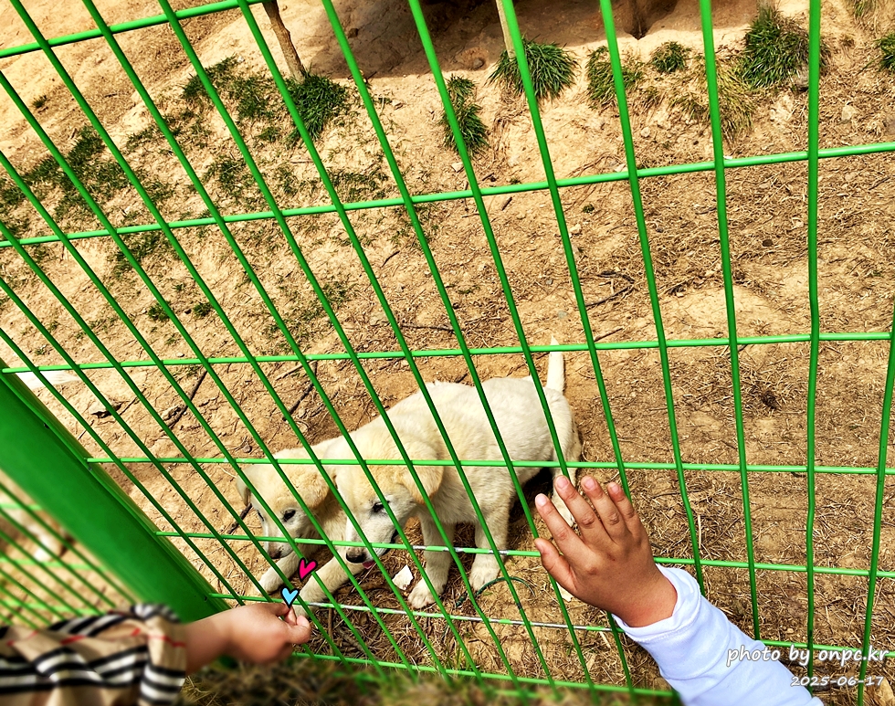 🐶 한국의 자랑 진도개와 특별한 하루! 진도개 테마파크 방문기