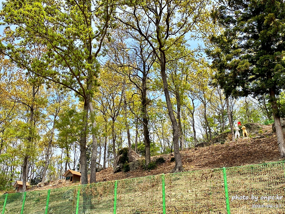 🐶 한국의 자랑 진도개와 특별한 하루! 진도개 테마파크 방문기