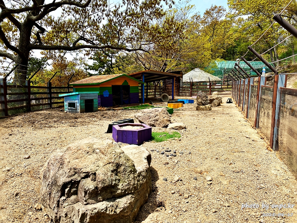 🐶 한국의 자랑 진도개와 특별한 하루! 진도개 테마파크 방문기