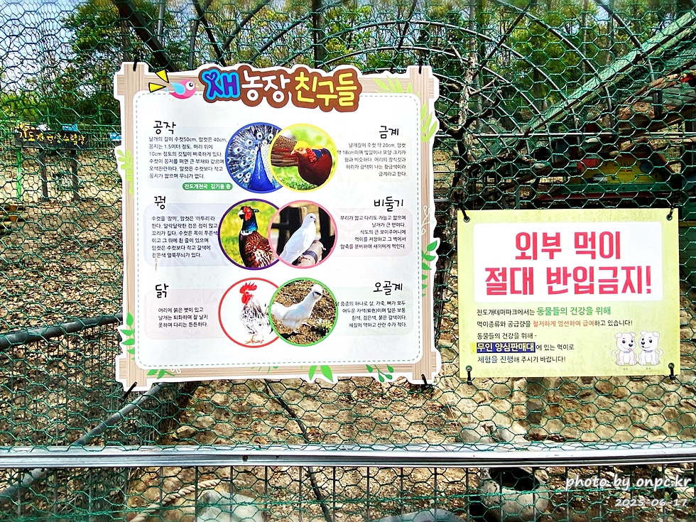 🐶 한국의 자랑 진도개와 특별한 하루! 진도개 테마파크 방문기