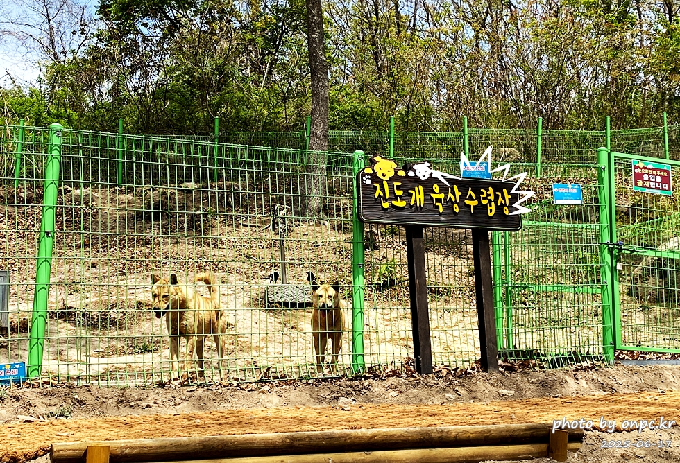 🐶 한국의 자랑 진도개와 특별한 하루! 진도개 테마파크 방문기