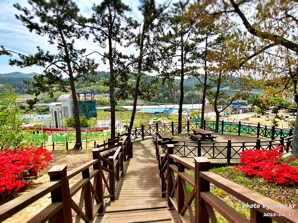 🐶 한국의 자랑 진도개와 특별한 하루! 진도개 테마파크 방문기