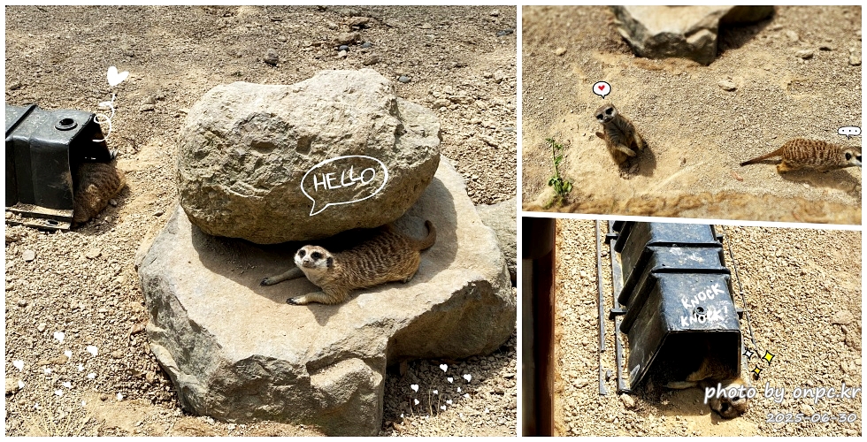 🐶 한국의 자랑 진도개와 특별한 하루! 진도개 테마파크 방문기