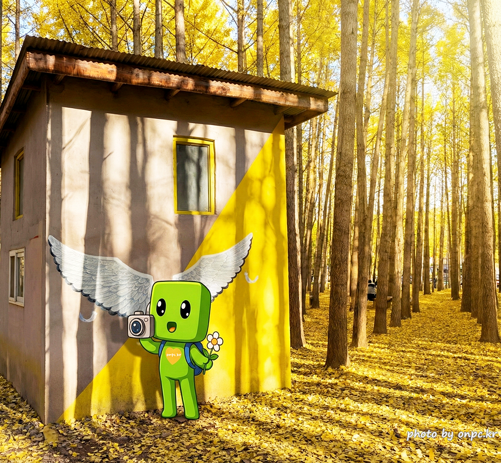 🍂 노랗게 물든 경주 도리마을 은행나무숲 나들이