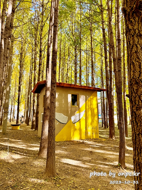 🍂 노랗게 물든 경주 도리마을 은행나무숲 나들이