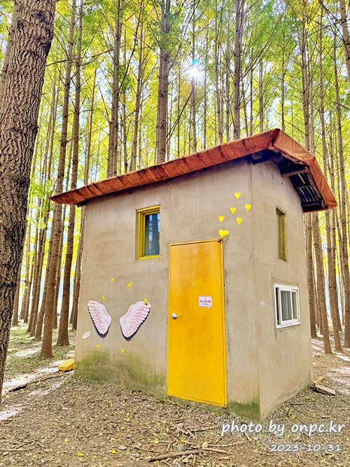 🍂 노랗게 물든 경주 도리마을 은행나무숲 나들이