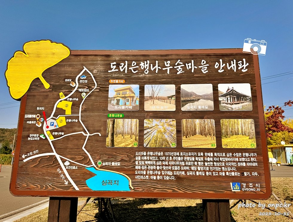 🍂 노랗게 물든 경주 도리마을 은행나무숲 나들이