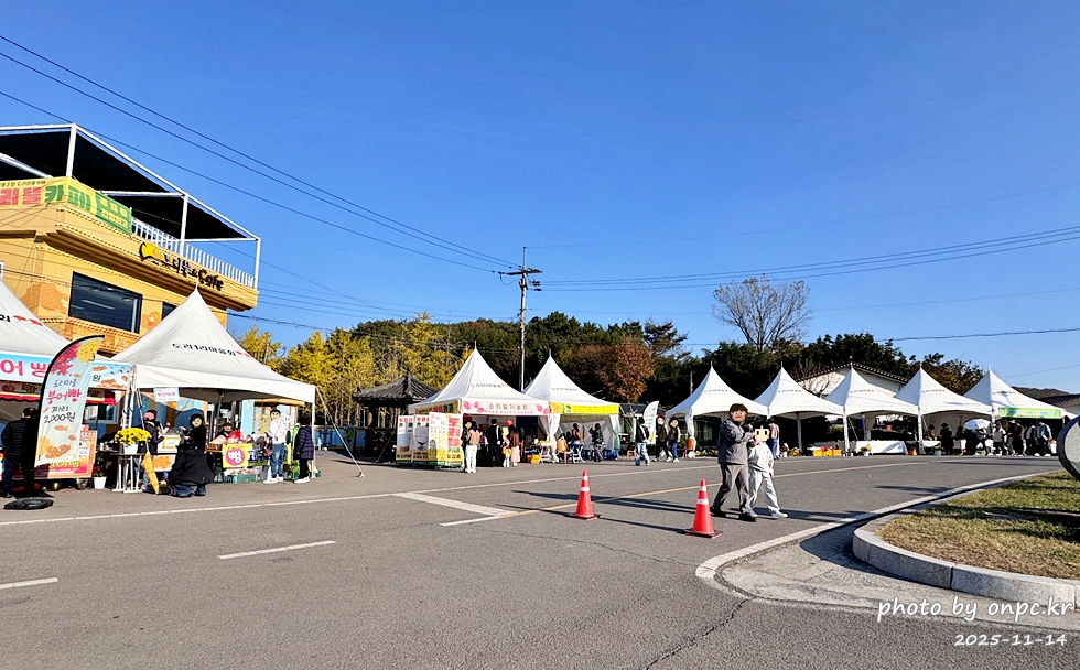 🍂 노랗게 물든 경주 도리마을 은행나무숲 나들이
