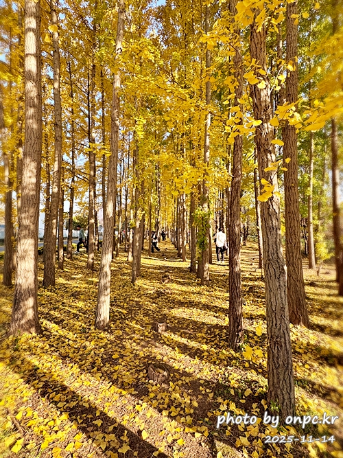 🍂 노랗게 물든 경주 도리마을 은행나무숲 나들이