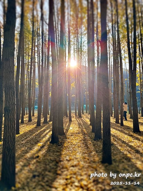 🍂 노랗게 물든 경주 도리마을 은행나무숲 나들이