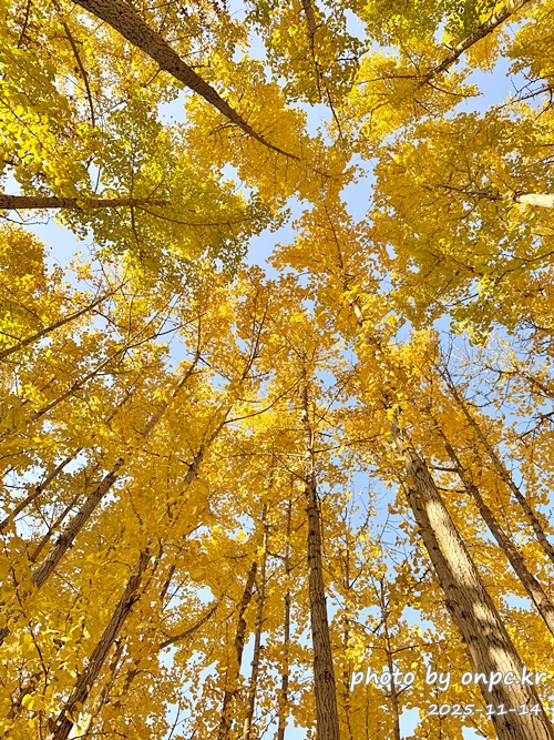 🍂 노랗게 물든 경주 도리마을 은행나무숲 나들이