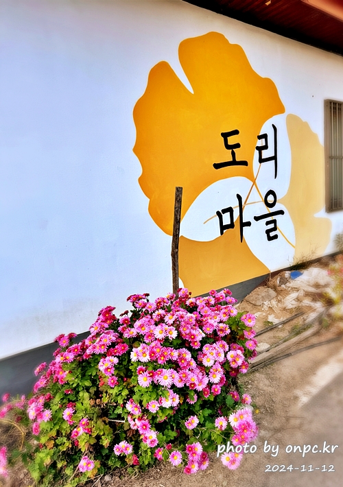 🍂 노랗게 물든 경주 도리마을 은행나무숲 나들이