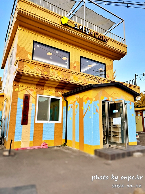 🍂 노랗게 물든 경주 도리마을 은행나무숲 나들이