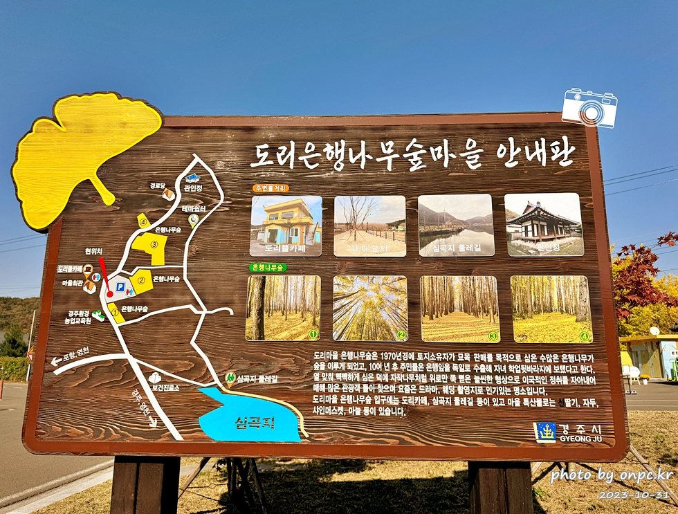 🍂 노랗게 물든 경주 도리마을 은행나무숲 나들이