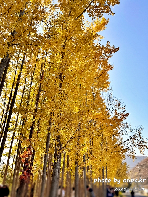 🍂 노랗게 물든 경주 도리마을 은행나무숲 나들이 - 11월 초, 가을빛이 가장 깊어질 즈음이면 늘 생각나는 곳.바로 경주 도리마을 은행나무숲이에요 🍂올해는 유난히 따뜻한 날씨 덕분에 단풍이 늦게 들었다는 이야기를 듣고,11월 14일 늦가을의 정취를 만끽하기 위해 경주 도리마을 은행나무숲을 찾았습니다. 🍂 노랗게 물든 경주 도리마을 은행나무숲 나들이