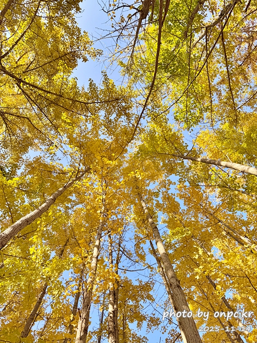 🍂 노랗게 물든 경주 도리마을 은행나무숲 나들이 - 11월 초, 가을빛이 가장 깊어질 즈음이면 늘 생각나는 곳.바로 경주 도리마을 은행나무숲이에요 🍂올해는 유난히 따뜻한 날씨 덕분에 단풍이 늦게 들었다는 이야기를 듣고,11월 14일 늦가을의 정취를 만끽하기 위해 경주 도리마을 은행나무숲을 찾았습니다. 🍂 노랗게 물든 경주 도리마을 은행나무숲 나들이