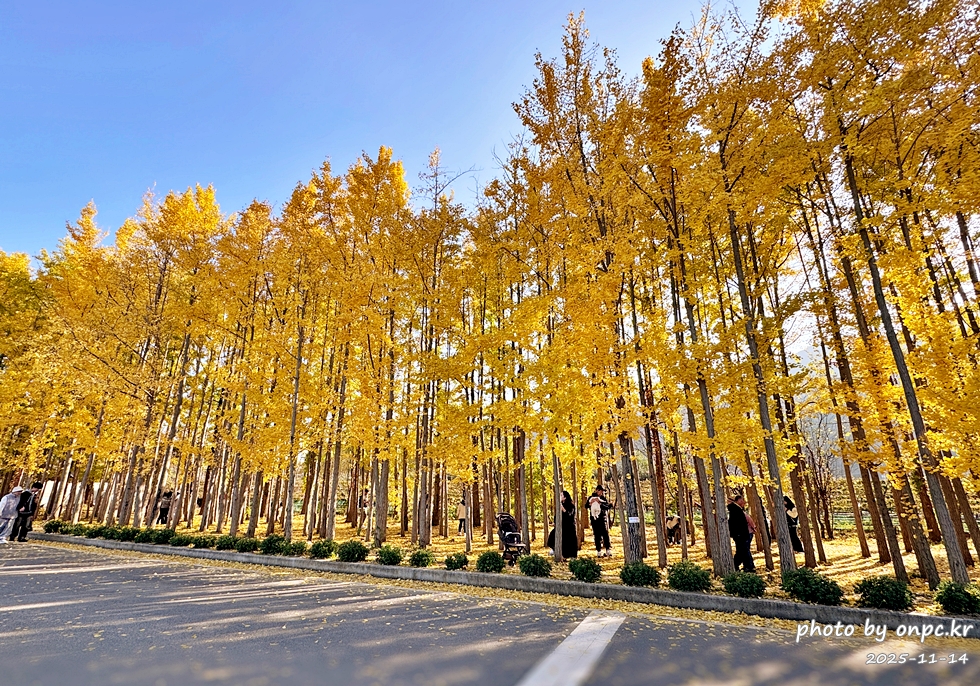 🍂 노랗게 물든 경주 도리마을 은행나무숲 나들이 - 11월 초, 가을빛이 가장 깊어질 즈음이면 늘 생각나는 곳.바로 경주 도리마을 은행나무숲이에요 🍂올해는 유난히 따뜻한 날씨 덕분에 단풍이 늦게 들었다는 이야기를 듣고,11월 14일 늦가을의 정취를 만끽하기 위해 경주 도리마을 은행나무숲을 찾았습니다. 🍂 노랗게 물든 경주 도리마을 은행나무숲 나들이