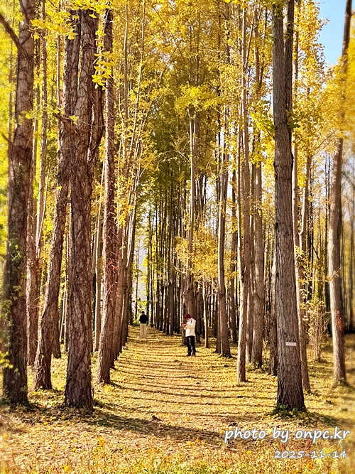 🍂 노랗게 물든 경주 도리마을 은행나무숲 나들이 - 11월 초, 가을빛이 가장 깊어질 즈음이면 늘 생각나는 곳.바로 경주 도리마을 은행나무숲이에요 🍂올해는 유난히 따뜻한 날씨 덕분에 단풍이 늦게 들었다는 이야기를 듣고,11월 14일 늦가을의 정취를 만끽하기 위해 경주 도리마을 은행나무숲을 찾았습니다. 🍂 노랗게 물든 경주 도리마을 은행나무숲 나들이