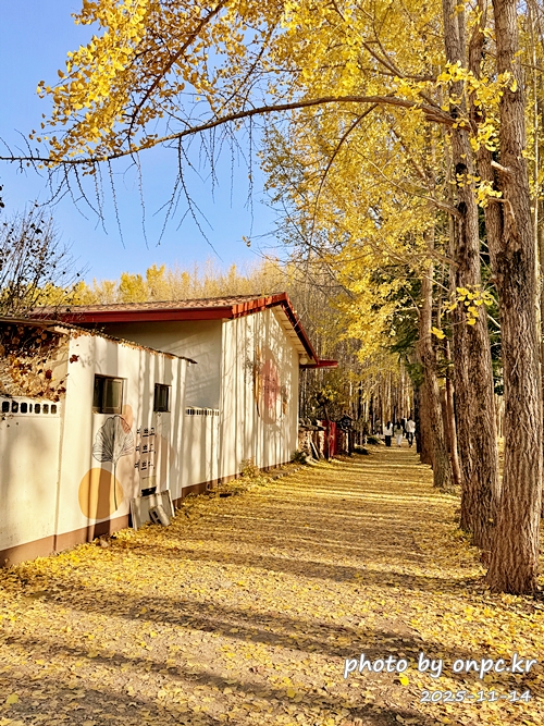 🍂 노랗게 물든 경주 도리마을 은행나무숲 나들이 - 11월 초, 가을빛이 가장 깊어질 즈음이면 늘 생각나는 곳.바로 경주 도리마을 은행나무숲이에요 🍂올해는 유난히 따뜻한 날씨 덕분에 단풍이 늦게 들었다는 이야기를 듣고,11월 14일 늦가을의 정취를 만끽하기 위해 경주 도리마을 은행나무숲을 찾았습니다. 🍂 노랗게 물든 경주 도리마을 은행나무숲 나들이